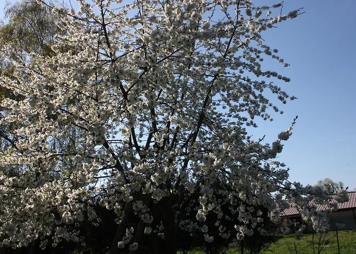 Bed & Breakfast Au Bois De Mon Coeur